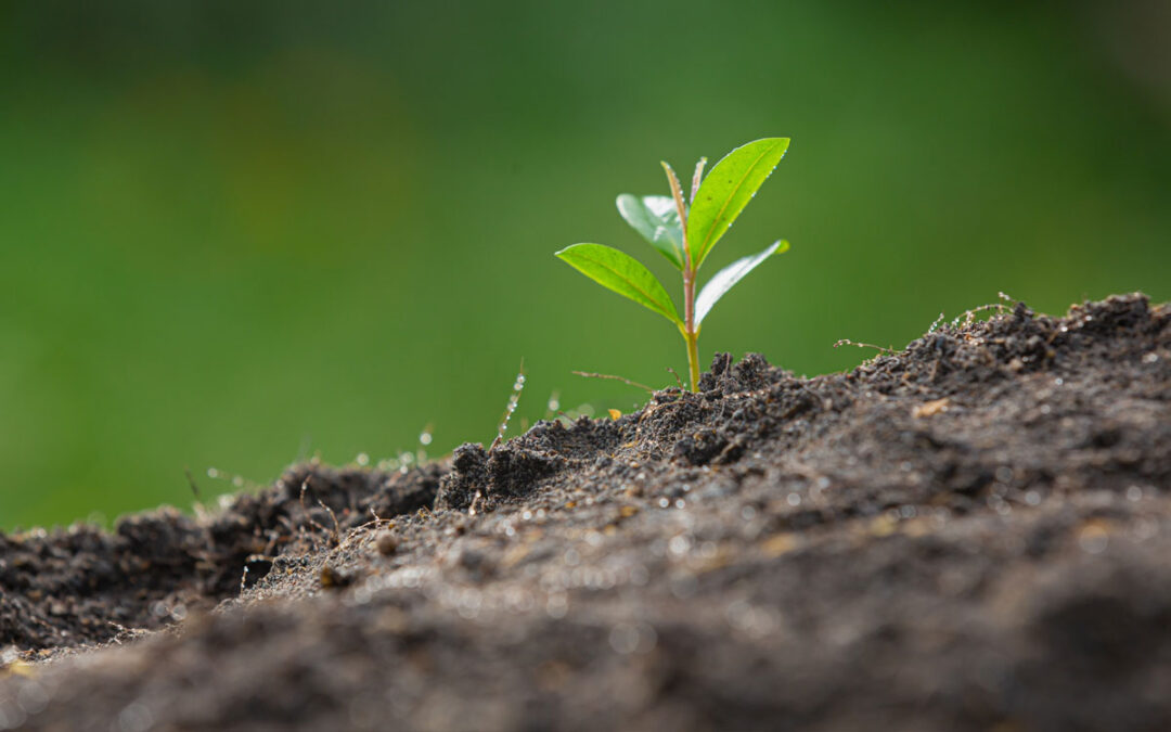 Growing Pains: Overcoming Challenges In Software Development Expansion